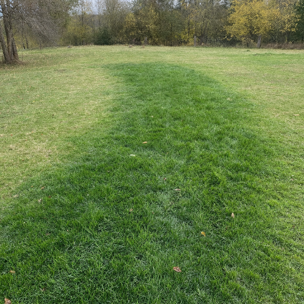 A soggy, unusually green patch of lawn over the drain field of a St. George home, a sign the septic tank needs pumping